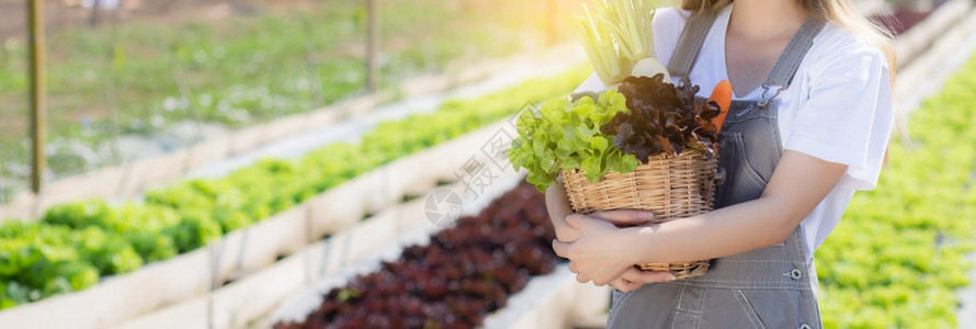 在水栽培农场的篮子里捡起新鲜有机蔬菜花园农业促进健康食品和商业概念横幅网站图片