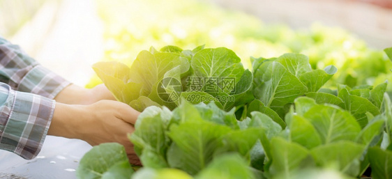 年轻男子农民在水栽培场检查和持有新鲜机蔬菜种植和绿色可以收获农业健康食品概念横幅网站图片