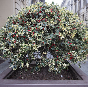 冬青冬青属又名英国冬青或欧洲冬青或圣诞冬青植物圣诞冬青图片