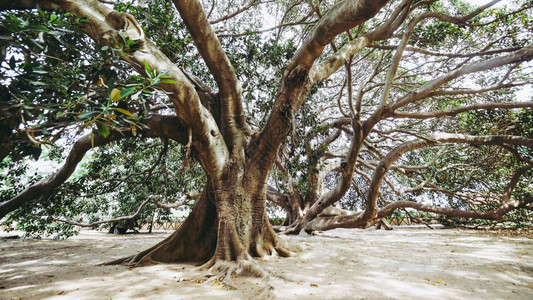 莫雷顿湾无花果FicusMicrophyllaaka澳大利亚种树莫雷顿湾无花果树图片