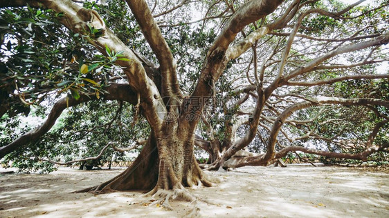 莫雷顿湾无花果FicusMicrophyllaaka澳大利亚种树莫雷顿湾无花果树图片