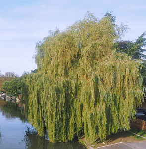 英国桥的Cam河景象桥的Cam河景象图片