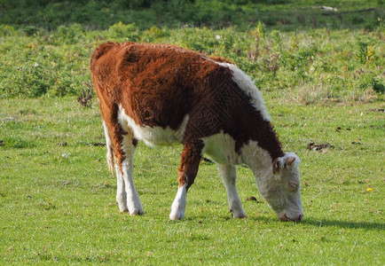 在草地上饲养牛的群图片
