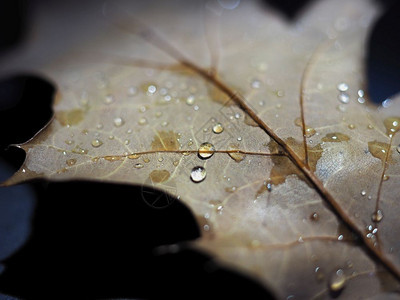 秋天有选择地关注的落叶上雨滴树叶有选择地关注的雨滴图片