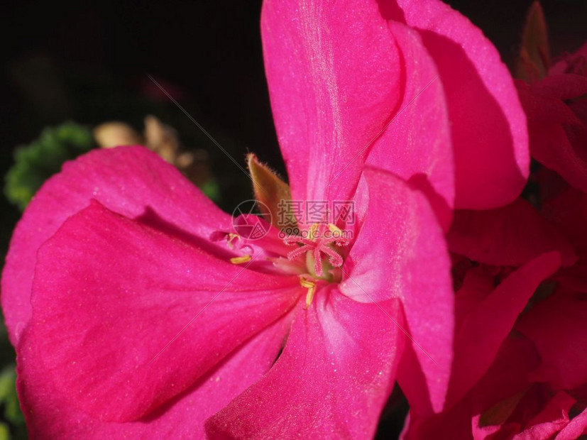 粉红色Geranialesaka鹤式花朵开近距离宏观视图粉红色花Geranialesclearsbill花朵开近距离宏观视图图片