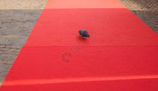 红地毯上的鸽子图片