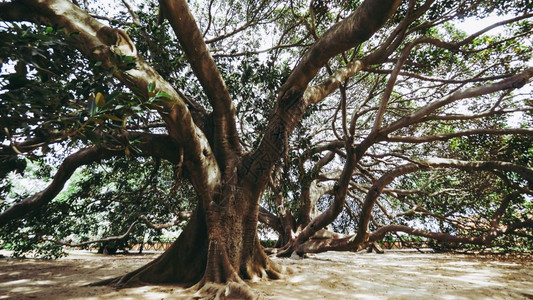 莫雷顿湾无花果FicusMicrophyllaaka澳大利亚种树莫雷顿湾无花果树图片