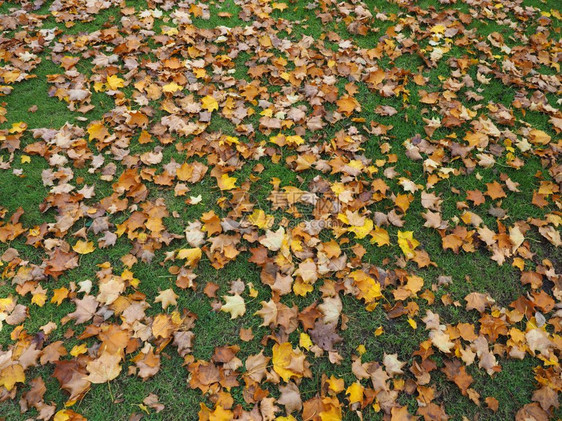 秋天的落叶在一片草地上有用作为背景秋天的落叶背景图片