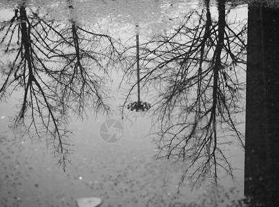 树在雨中水图片