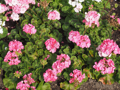 粉红色Geranialesaka起重花朵开高清图片