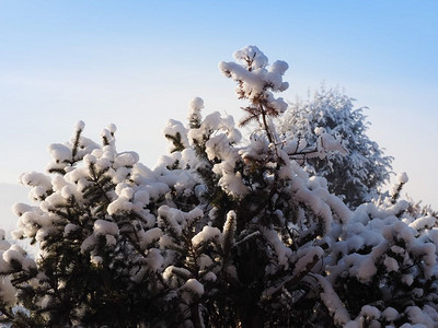 寒冷的冬季场景有树木和雪冬季的场景有雪图片