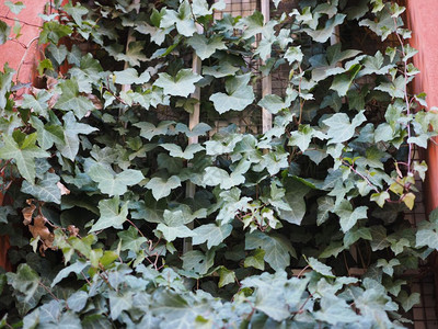 IvyHedera植物作为背景有用图片