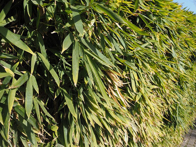 绿竹树叶作为背景有用图片