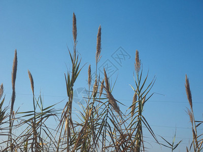蓝色天空上的普通锥虫PhragmitesAustralis植物图片