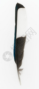 蓝色黑白普通欧拉西亚马皮鸟羽毛欧拉西亚马皮羽毛图片
