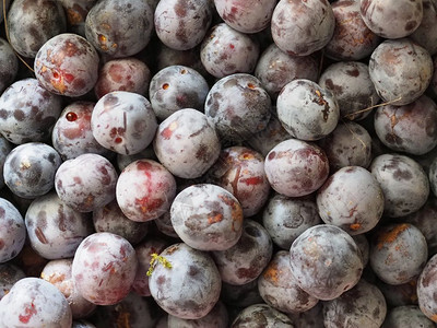 Prunushomenaaka欧洲羽果素食作为背景有用图片