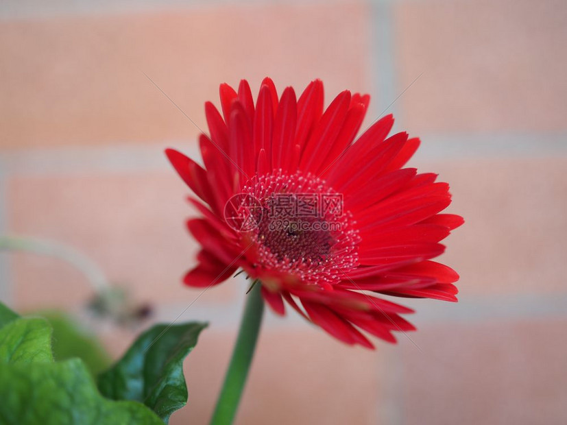 菊科植物非洲菊的红花红非洲菊高清图片下载 正版图片 摄图网