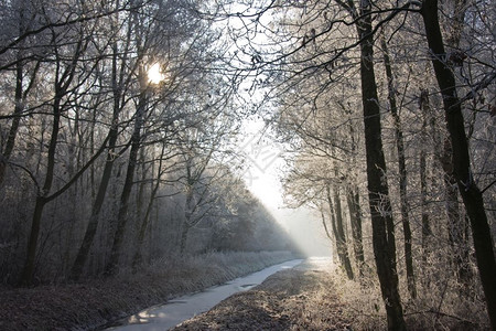 寒冷的森林中冬季风景日落的魔光照耀着树木图片