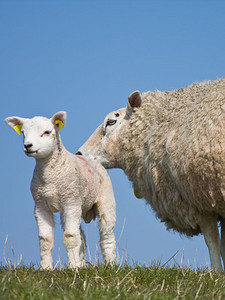 羊与羔图片