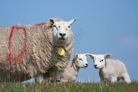 羊群与羔一起首次在田野中荷兰图片