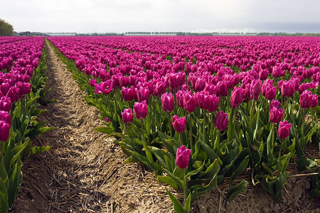 荷兰春季的紫郁金香田图片