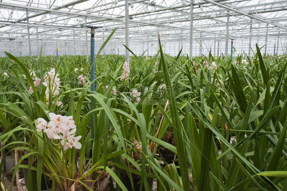 荷兰花植物苗圃图片