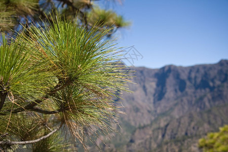 加那利群岛拉帕尔马火山口边缘的松树图片