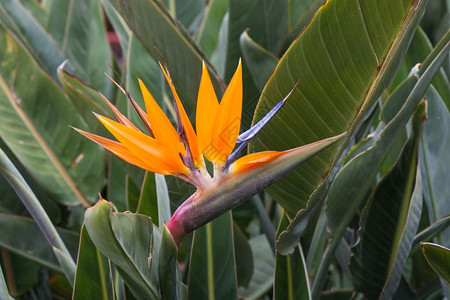 在加那利群岛LaPalma的天堂鸟斯特雷利齐西亚金纳异端热带花朵图片