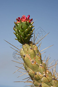 西班牙拉帕尔lapalma的闪光仙人掌图片素材