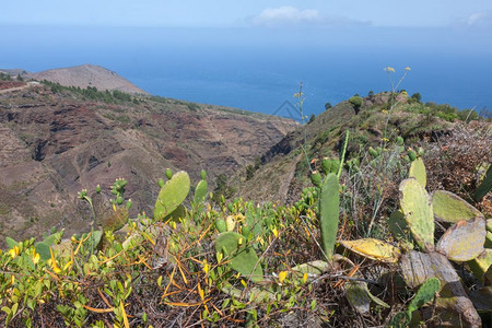 加那利群岛拉帕尔马有仙人掌的山脉图片