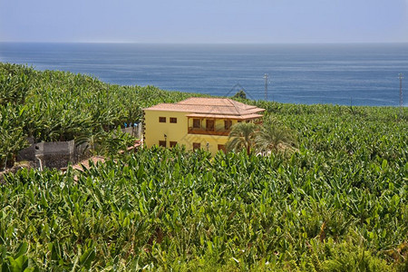 加那利群岛拉帕尔马香蕉种植园包围的房屋图片