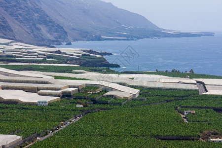 西班牙拉帕尔马海岸的香蕉种植园图片