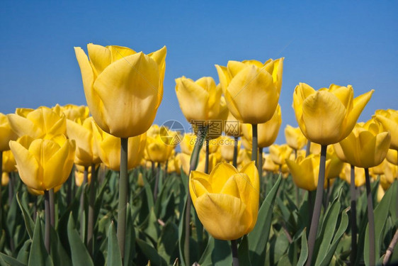 荷兰田里的黄郁金香图片