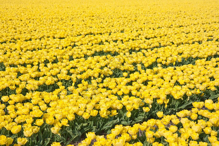 荷兰的黄色郁金香大田图片