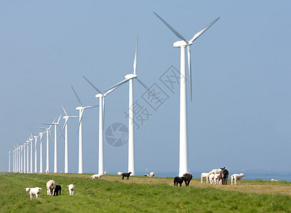 荷兰风力涡轮机和绵羊图片