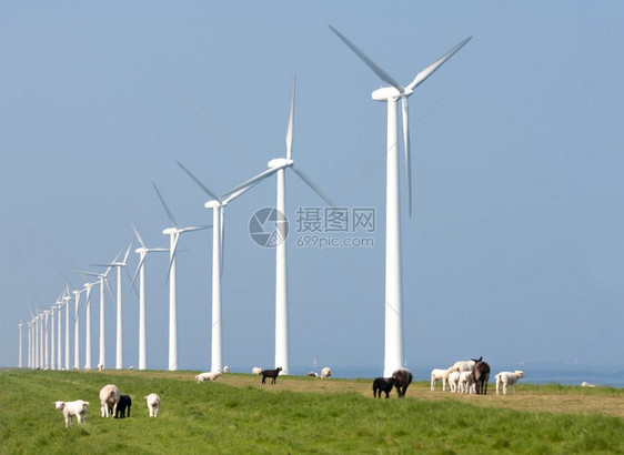 荷兰风力涡轮机和绵羊图片