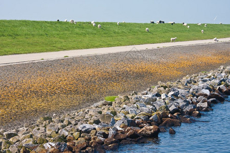 荷兰大型绵羊防洪堤图片