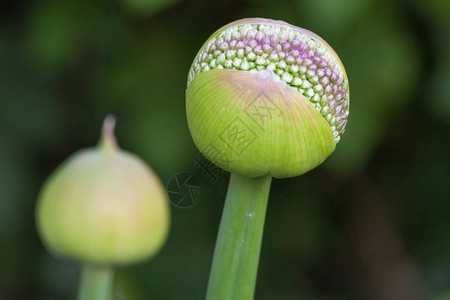 Allium的宏连接开始花图片