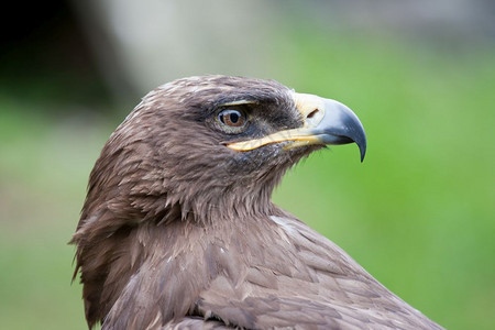 鹰的特征观察猎物图片
