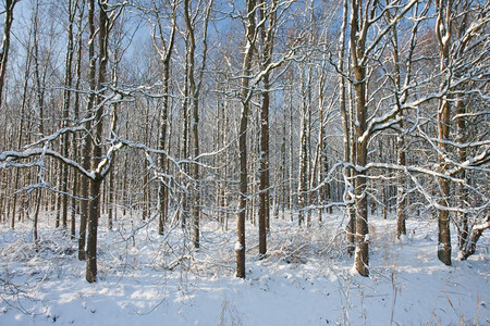 冬季森林覆盖着积雪阳光照耀的着树木图片