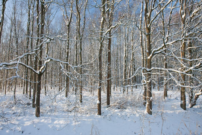 冬季森林覆盖着积雪阳光照耀的着树木图片