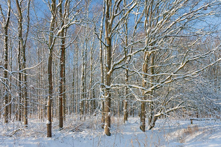 冬天的森林树上覆盖着雪阳光明媚冬天的森林树上覆盖着雪和灿烂的阳光图片