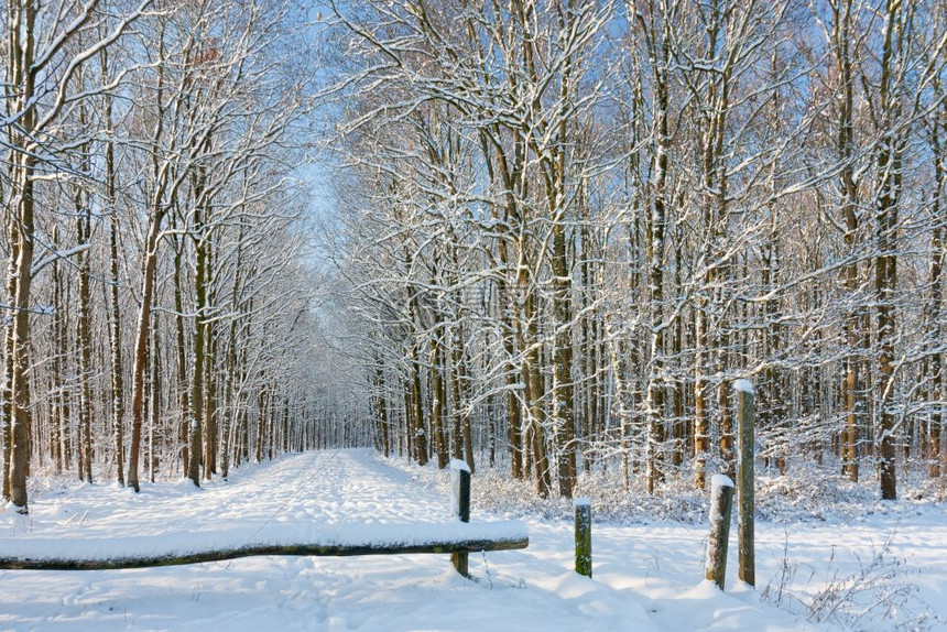 冬日的森林里小径穿过覆盖着白雪的树木阳光明媚冬天的森林里有一条穿过被雪覆盖的树的小路图片