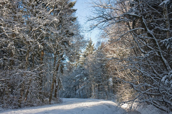 荷兰冬季森林下雪覆盖的树木图片