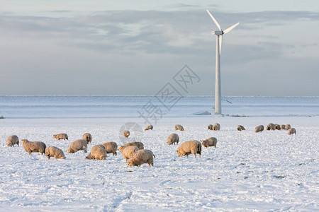 荷兰冬季景观风轮机和雪中绵羊覆盖着草地寻找图片