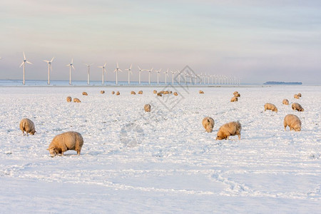 荷兰冬季景观风轮机和雪中绵羊覆盖着草地寻找图片