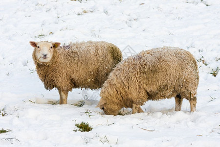 荷兰冬季牧羊在雪下寻找草图片