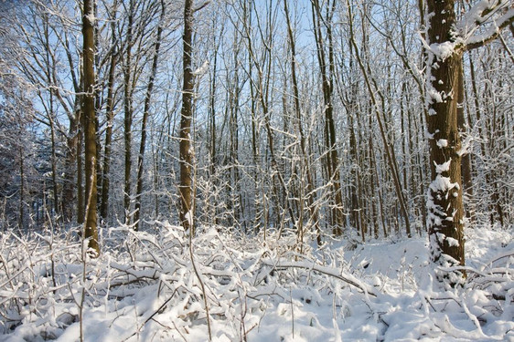 赤裸的森林下雪阳光照耀着树木图片