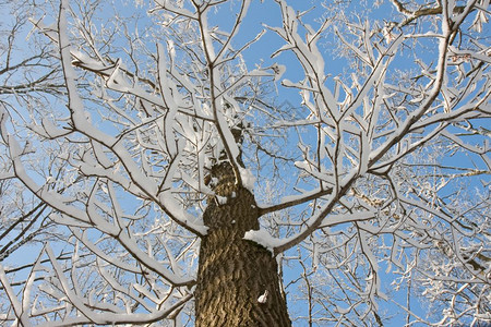 树上满是雪向着蓝天看图片