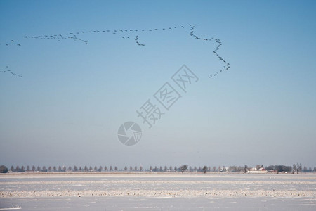 在荷兰雪地上飞翔的鹅群过荷兰雪地的图片